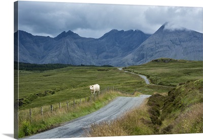Scotland, Hebrides archipelago, Isle of Skye, cow along the road