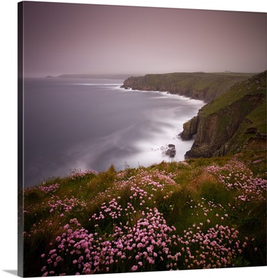 Sea Thrift growing on the clifftops above Land's End, Cornwall, England