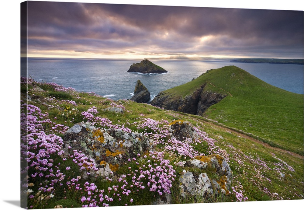 Sea Thrift (Armeria Maritima) growing on the Cornish clifftops at The Rumps, looking towards The Mouls, England. Spring, M...
