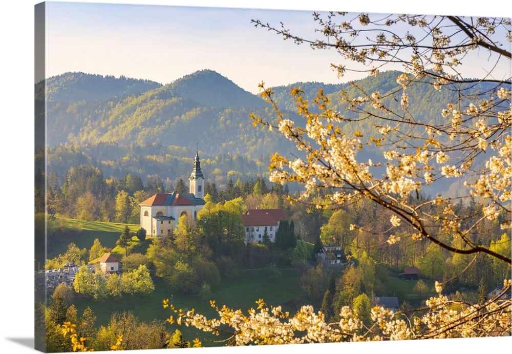 Sela pri Kamniku church framed by a flowering trees, kamnik, Upper Carniola region, Slovenia