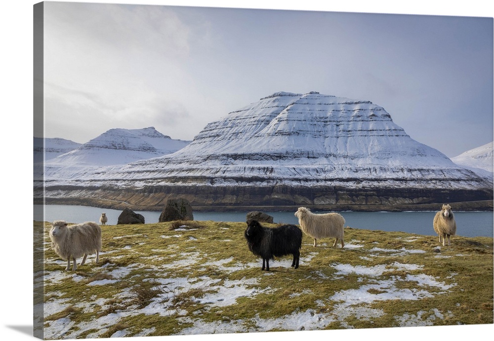 Sheep along the Funningur fjord. Eysturoy, Faroe Islands