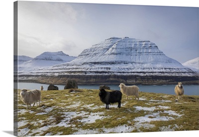 Sheep Along The Funningur Fjord, Eysturoy, Faroe Islands