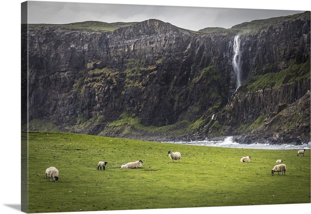 Sheep in front of waterfall in Talisker Bay, Minginish Peninsula, Isle of Skye, Highlands, Scotland, Great Britain