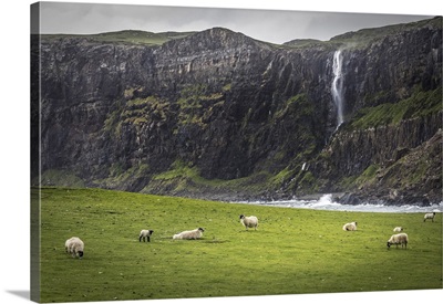 Sheep In Front Of Waterfall In Talisker Bay, Scotland, Great Britain