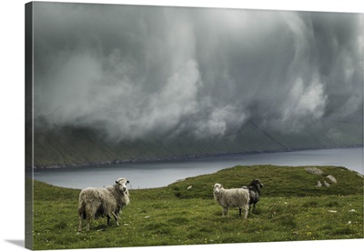 Sheep In The Island Of Bordoy, Faroe Islands
