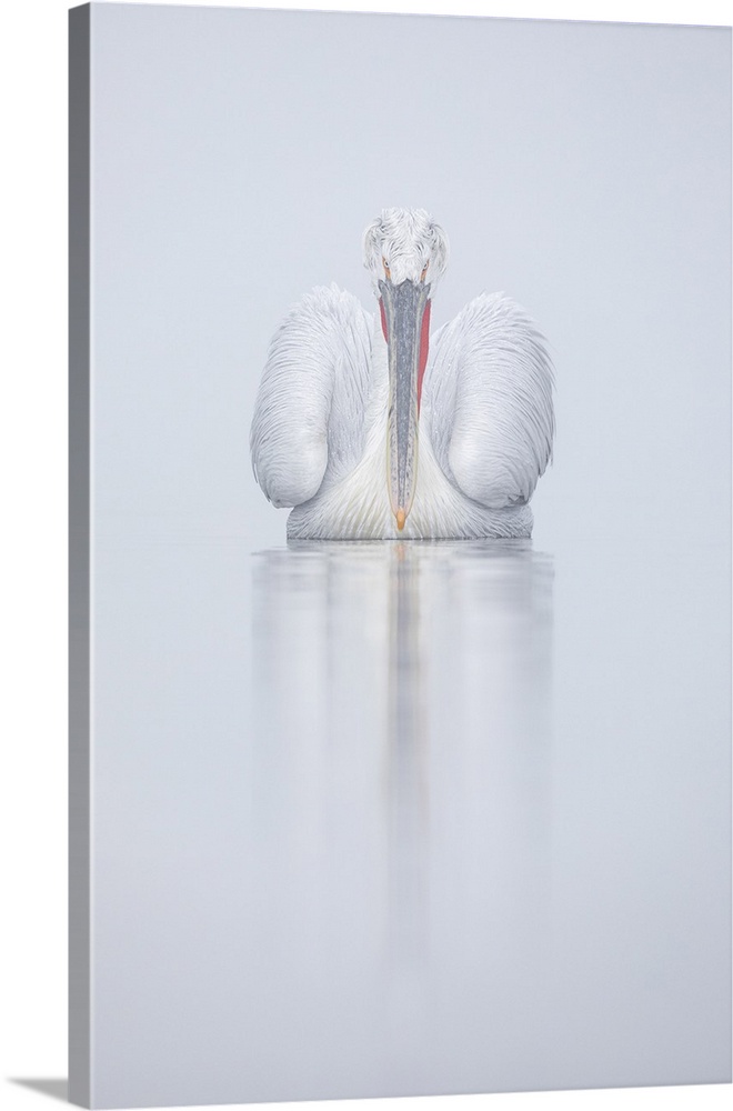 Single Adult Dalmatian Pelican On Lake Kerkini, Greece