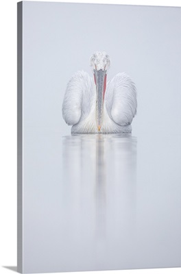 Single Adult Dalmatian Pelican On Lake Kerkini, Greece