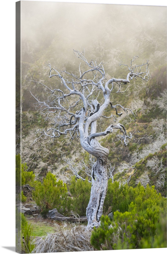 Single dried bare tree along trail to Pico Ruivo, Santana, Madeira, Portugal