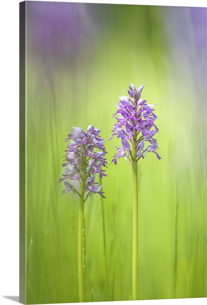 Slovenia, Orchis militaris in the green grass