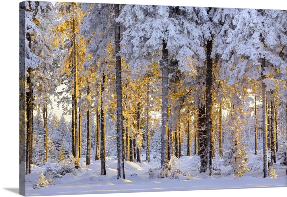 Snow-covered spruce forest in evening light, Fichtelberg, near Oberwiesenthal, Ore Mountains, Erzgebirge, Saxony, Germany,...