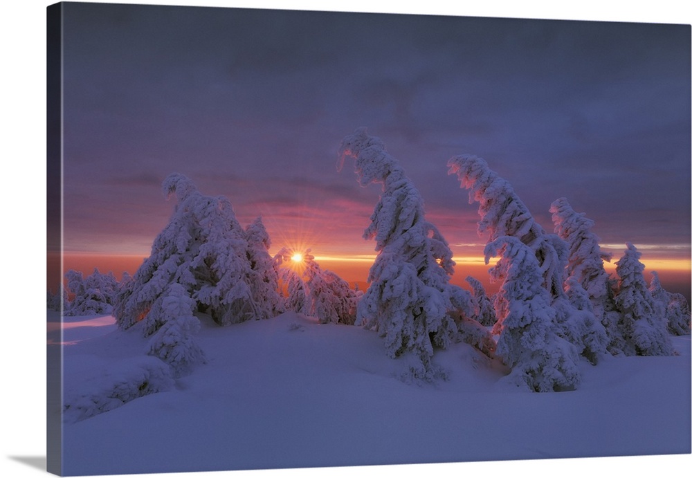Snow-covered spruces on the summit of Brocken (1142m) in the morning light, Brocken, Harz National Park, Saxony-Anhalt, Ge...