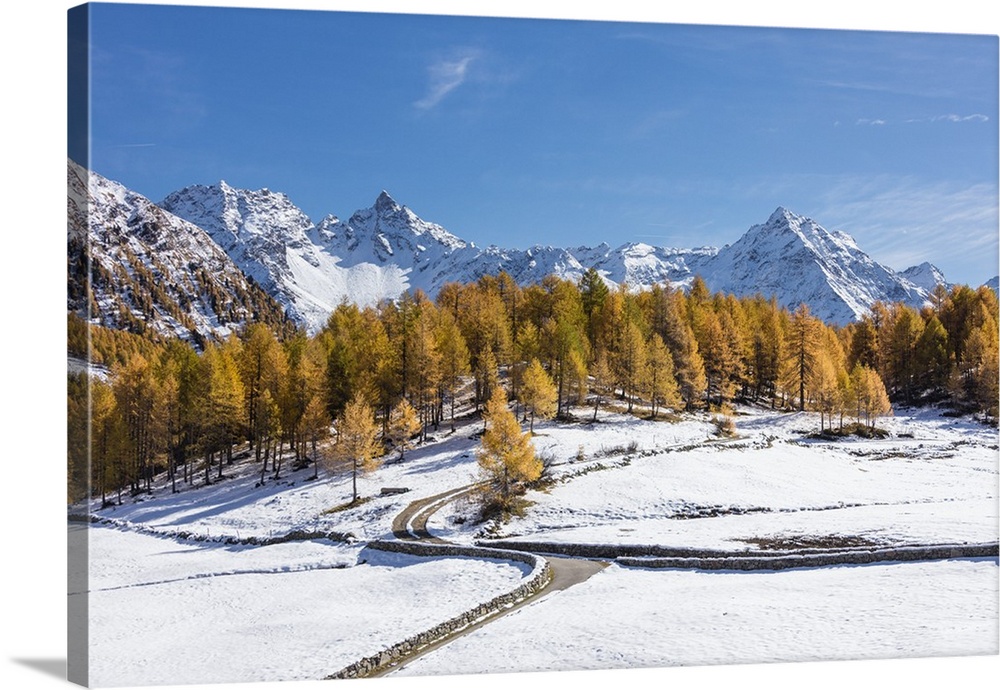 Blue sky on the snowy peaks and yellow larches, Bernina Pass, Poschiavo Valley, Canton of Graubunden, Engadine, Switzerlan...