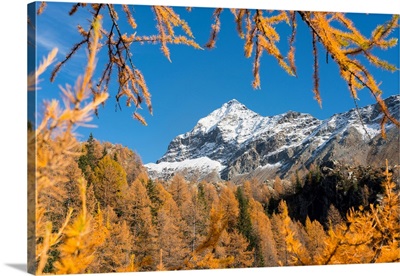 Snowy Scalino Peak Framed By Red Larches, Malenco Valley, Lombardy, Italy