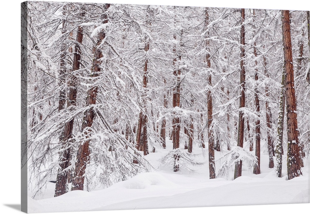 Snowy trees in a mountain larix forest. Livigno, Sondrio district, Lombardy, Alps, Italy