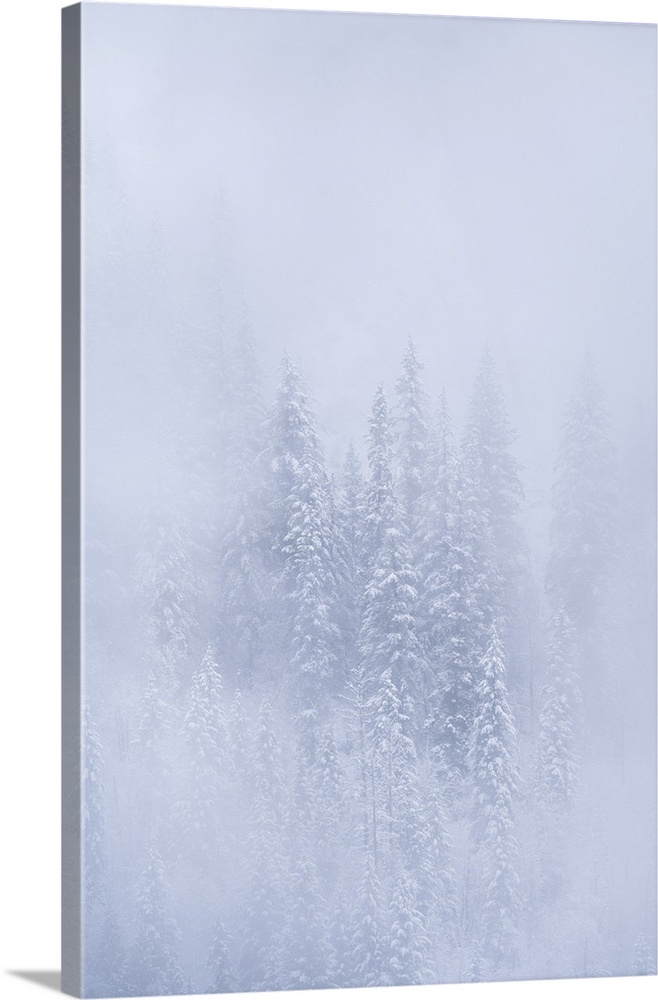 Snowy Trees, Salmon Arm, British Columbia, Canada