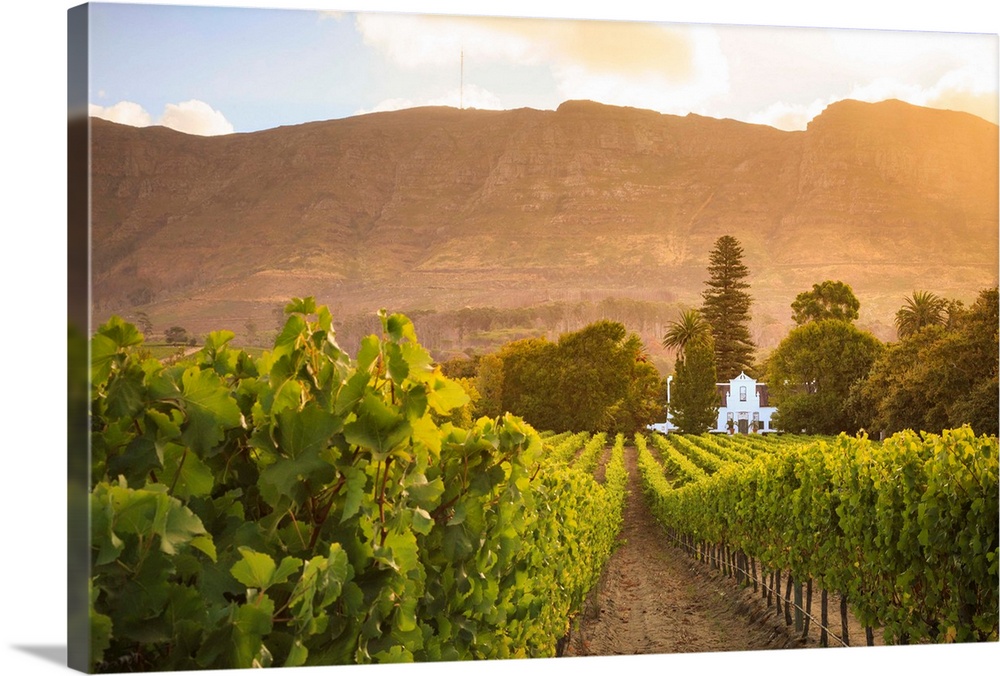 South Africa, Western Cape, Constantia, Buitenverwachting Wine Farm.