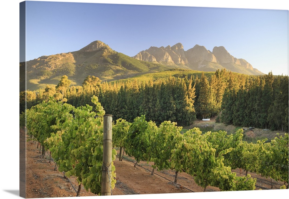 South Africa, Western Cape, Paarl, Doolhof Wine Estate.