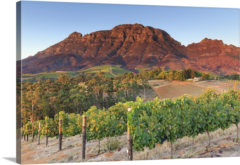 South Africa, Western Cape, Stellenbosch, Tokara Wine Estate.