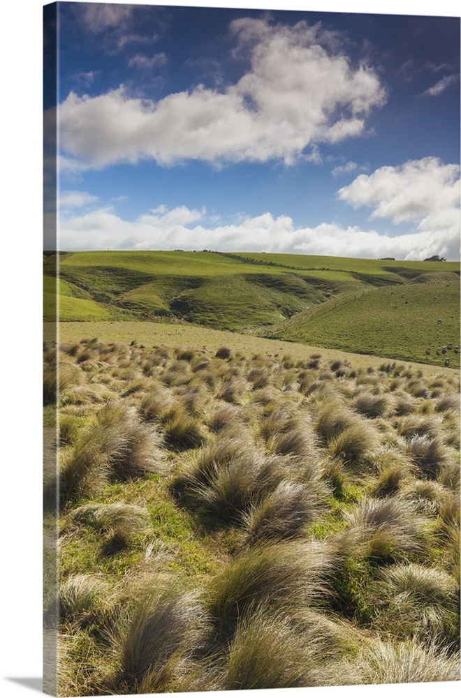 New Zealand, South Island, Southland, The Catlins, Slope Point, Southern-most point of the South Island of NZ, tussock lan...