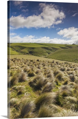 Southern-most point of the South Island of NZ, tussock landscape, New Zealand