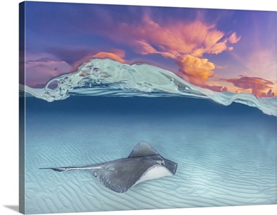 Southern Stingray, Cayman Islands, British West Indies