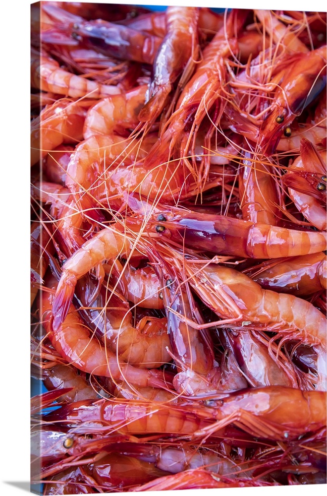 Spagna, Costa Brava, Food Joan Roca. Tray of freshly caught red prawns destined for auction in the Palamas fish market.