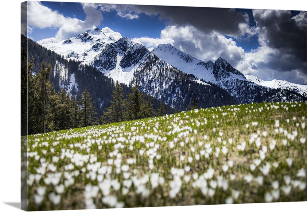 Spring flowering of Crocus at Corte Grande. Valle di Albaredo, Orobie, Valtellina, Lombardy, Italy