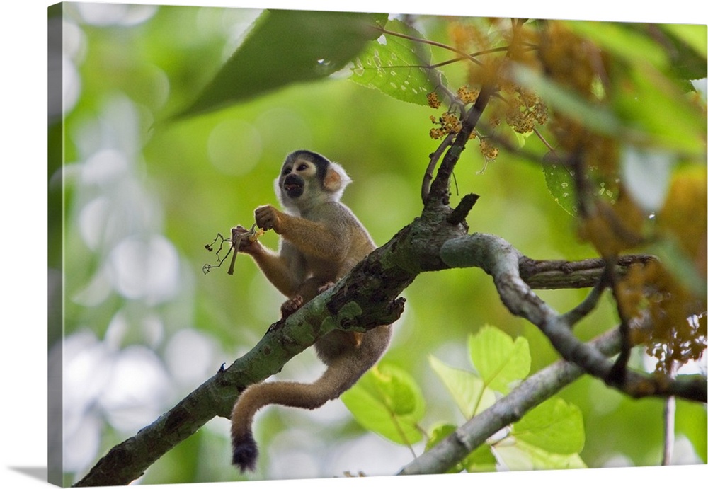 Peru. A Squirrel monkey feeds on flowers in the lush, tropical forest on the banks of the Madre de Dios River.