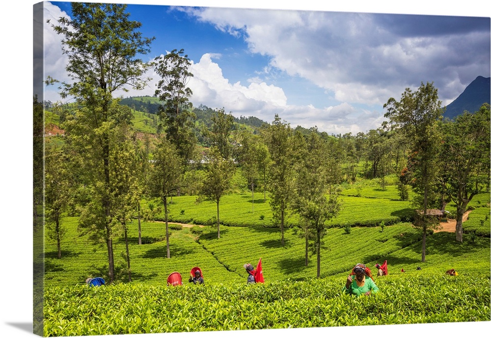 Sri Lanka, Nuwara Eliya Disctict, Tea Pluckers