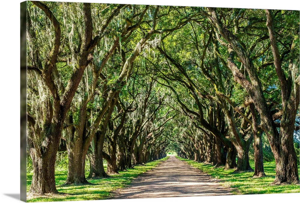 United States, Louisiana, St. John the Baptist Parish. Evergreen Plantation road lined with southern live oak (Quercus vir...