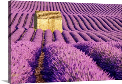 Stone Barn In Field Of Lavender, Provence, France