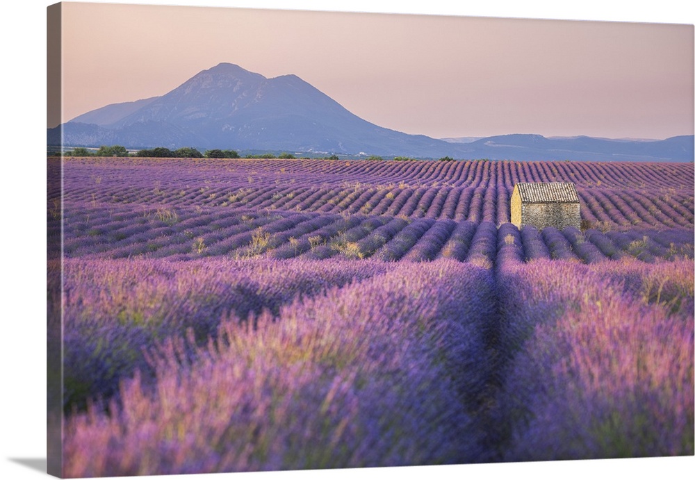 Stone barn in lavender field, Plateau de Valensole, Provence-Alpes-Cote d'Azur, Provence, France