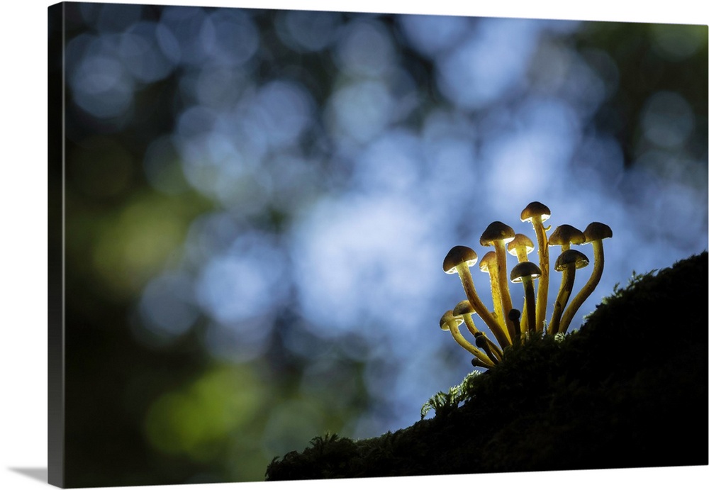 Sulphur Tuft (Hypholoma fasciculare) in broadleaved woodland, New Forest National Park, Hampshire, England, UK.