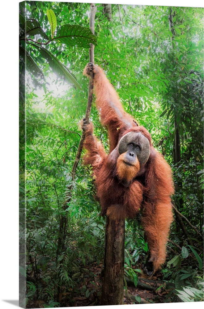 Sumatran Orangutan Climbing A Tree In Gunung Leuser National Park, Northern Sumatra