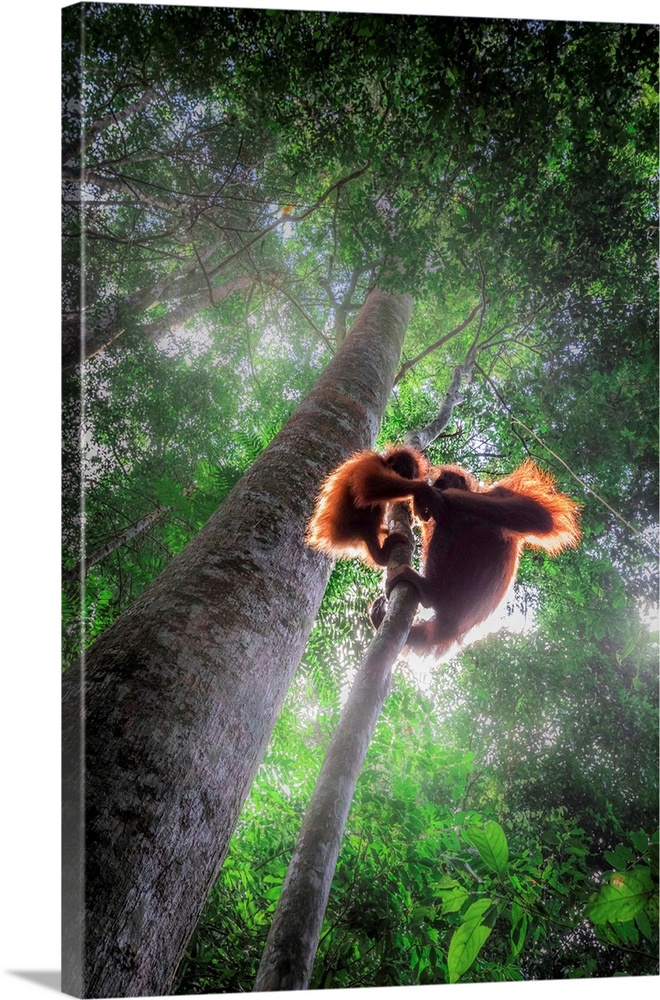 Sumatran Orangutan Mother With Baby Climbing A Tree In Gunung Leuser National Park, Northern Sumatra