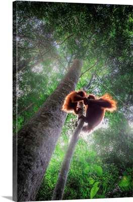 Sumatran Orangutan Mother With Baby Climbing A Tree In Gunung Leuser National Park