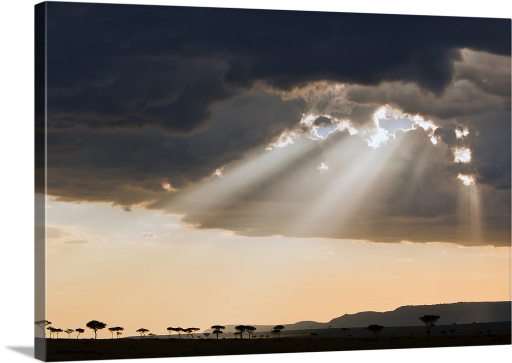 Late afternoon sun breaks through rain clouds in the Masai Mara National Reserve silhouetting Balanites trees.