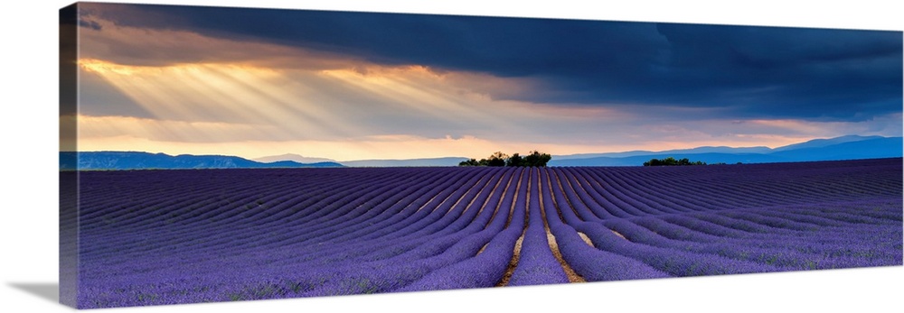 Sun Rays Over Field of Lavender, Valensole Plateau, Provence, France.