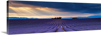 Sun Rays Over Field Of Lavender, Valensole Plateau, Provence, France