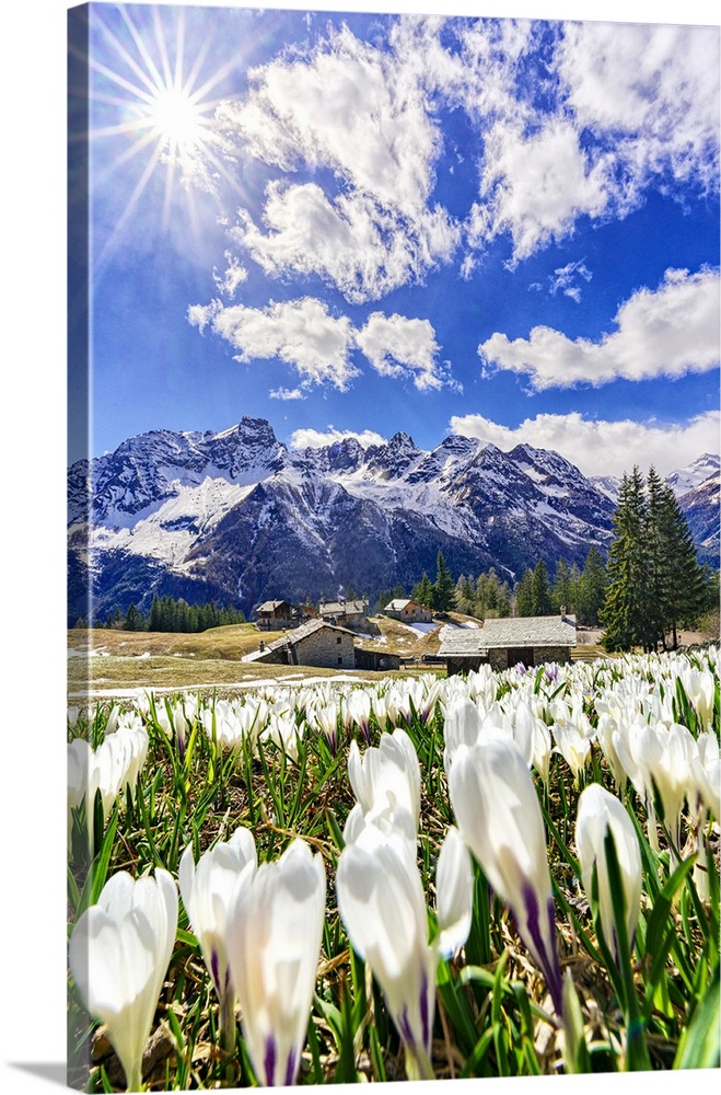 Sun shining bright over alpine meadows covered with crocus in bloom, Valmalenco, Sondrio province, Valtellina, Lombardy, I...