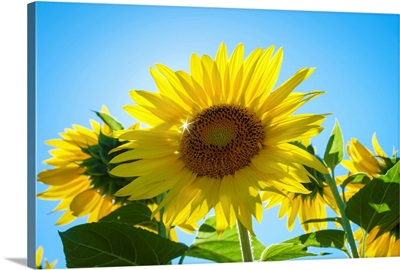 Sun Shining Through Giant Yellow Sunflowers, Oraison, Alpes-De-Haute-Provence, France