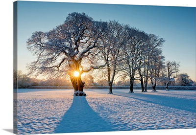 Sunburst Through Oak Tree In Winter, Holt, Norfolk, England