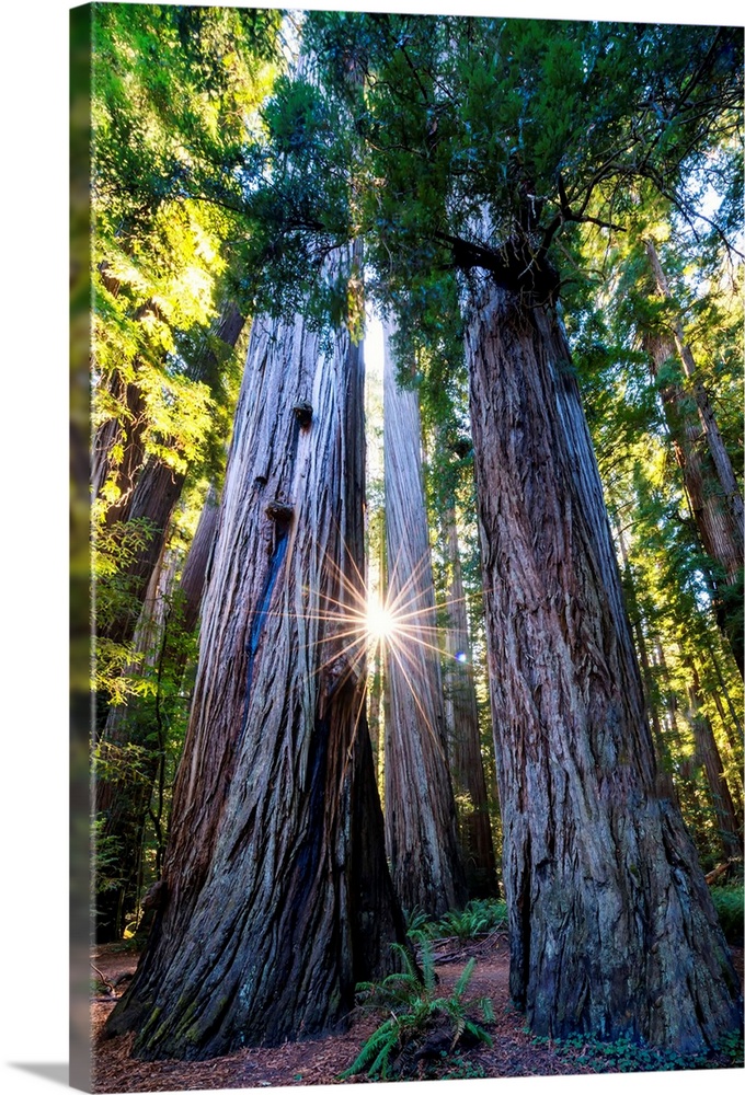Sunburst Through Redwood Trees, Jedediah Smith Redwood State Park, California, Usa