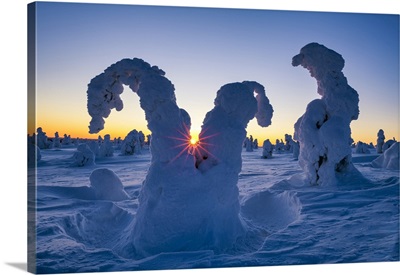Sunburst Through Snow-Covered Pine Trees, Riisitunturi National Park, Finland