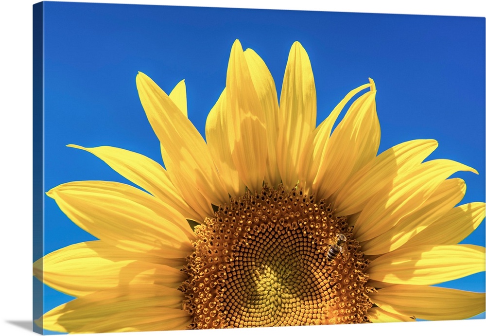 Sunflower Detail, Provence, France