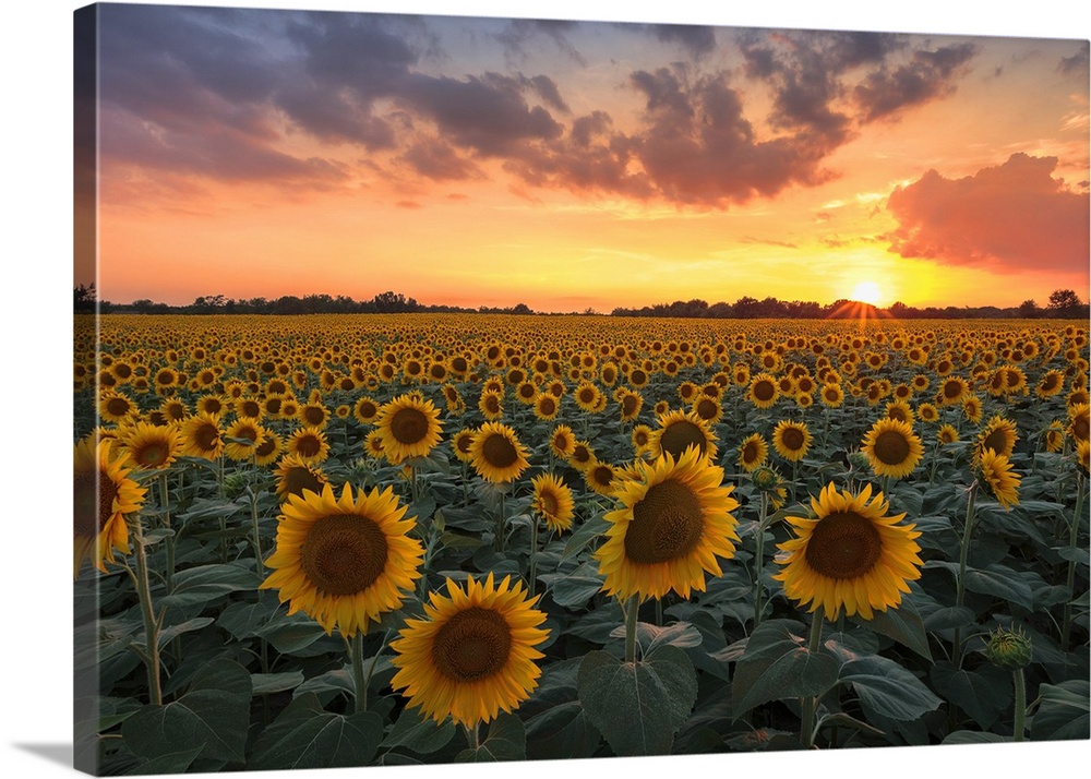 Sunflower Field, Brenna, Brianza, Como Province, Lombardy, Italy