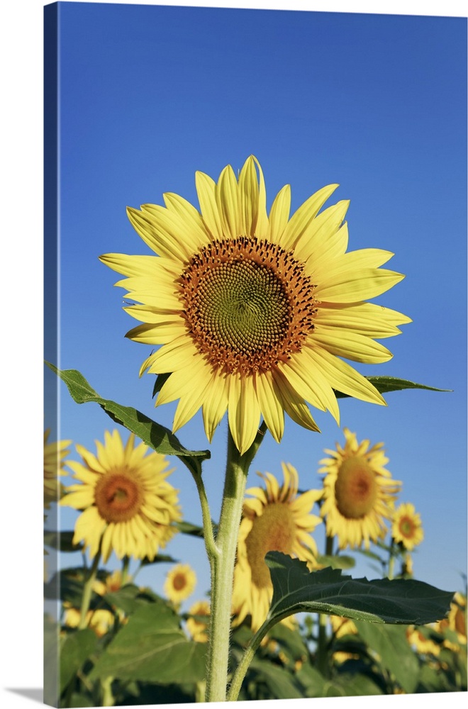 Sunflower field. France, Provence-Alpes-Cote d'Azur, Alpes de Haute Provence, Forcalquier, Valensole, Valensole, west of P...