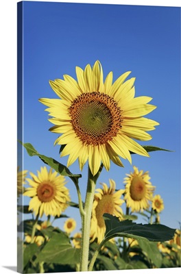 Sunflower Field, France, Alpes De Haute Provence, Forcalquier, Valensole