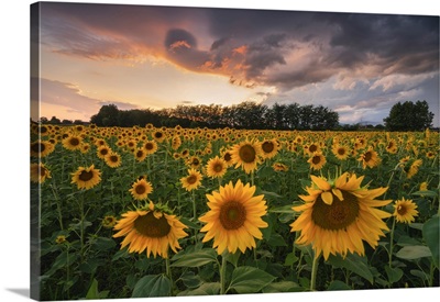 Sunflowers In Franciacorta, Brescia Province In Lombardy District, Italy