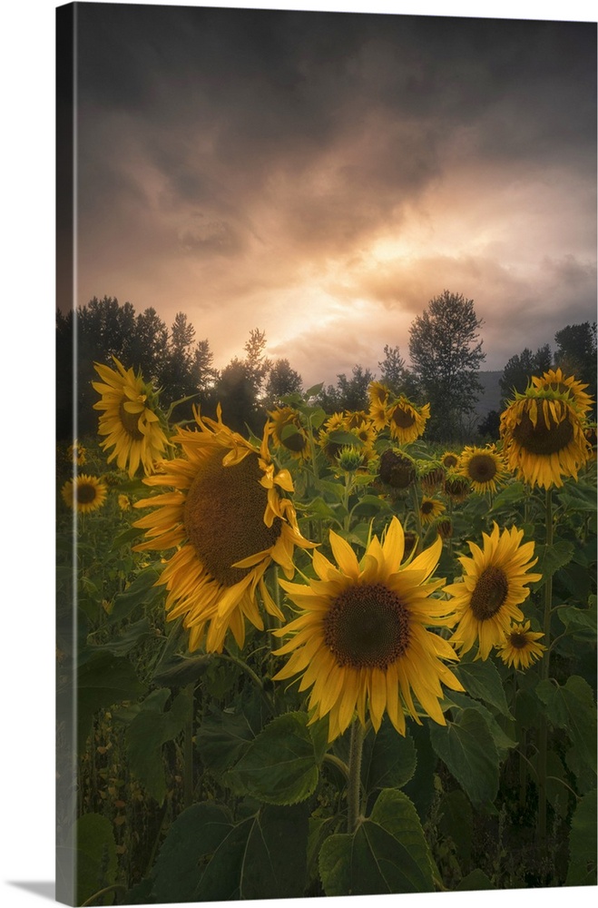 Sunflowers, Salmon Arm, British Columbia, Canada